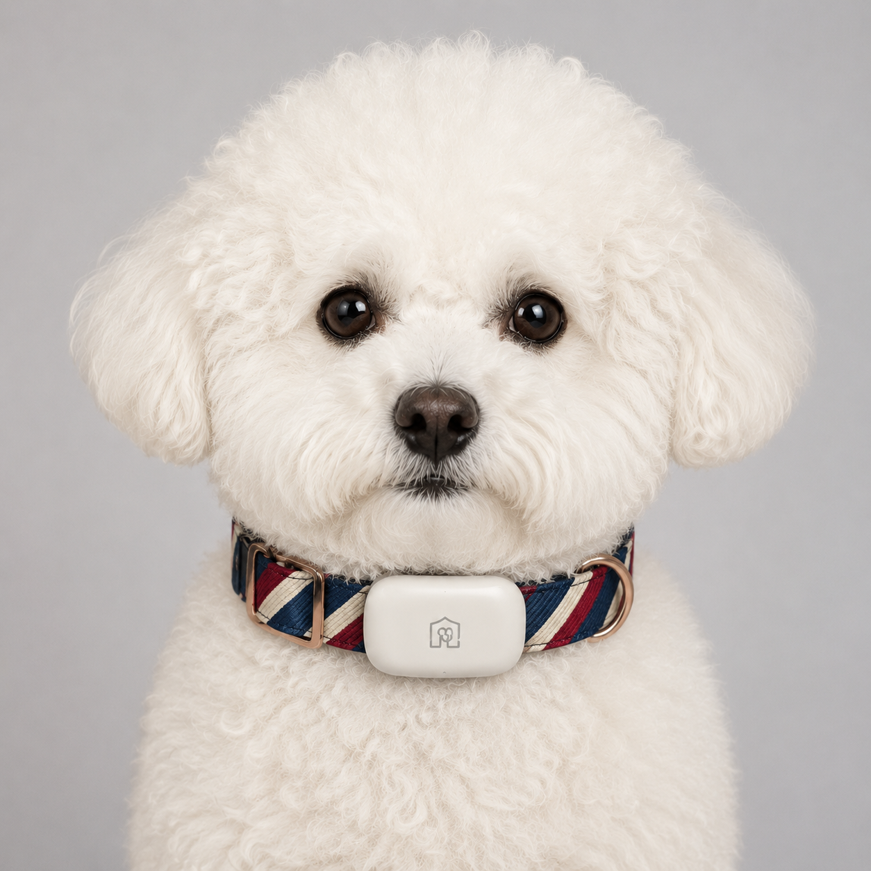 Bichon wearing DuoLink collar close-up